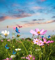 Фотообои Бабочка на цветках