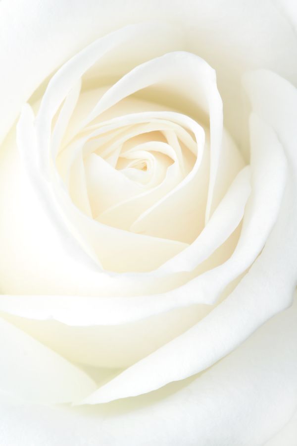 Фреска Бутон белой розы