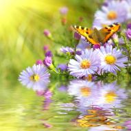 Фотообои Цветы, вода, бабочка