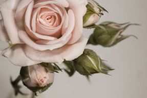 Фотообои Розы