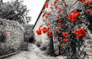 Фотообои Красные розы на стене