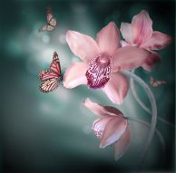 Фотообои Бабочка на розовой орхидее