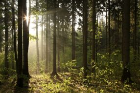 Фотообои Лучи солнца в темном густом лесу