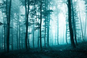 Фотообои Туман в утреннем лесу