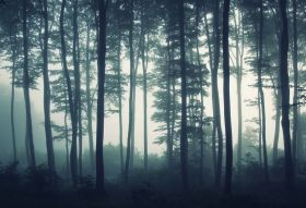Фотообои туман в лесу