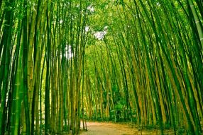 Фотообои бамбуковый лес