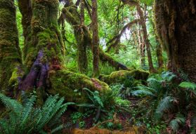 Фотообои сказочный лес