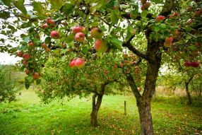 Фотообои яблоневый сад