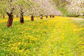 Фотообои Желтые одуванчики в цветущих деревьях