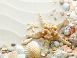 Фреска 3D морская звезда и ракушки