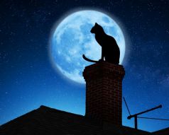 Фотообои Кот на крыше под луной