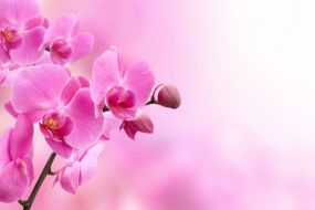 Фреска Розовые орхидеи