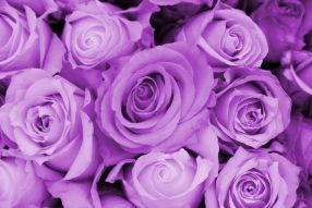 Фреска Фиолетовые розы
