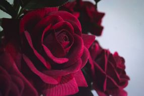 Фотообои необычная роза