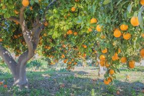 Фотообои Апельсиновое дерево