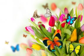 Фотообои порхающие бабочки