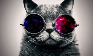 Фотообои Крутой кот в очках