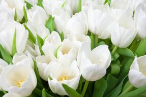 Фотообои Белые тюльпаны крупным планом