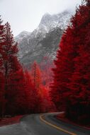 Фотообои Красные лиственницы на фоне гор