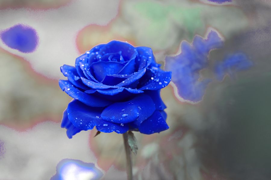 Фреска Большая синяя роза с росой на лепестках