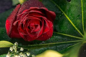 Фотообои Красная роза на зеленом листе