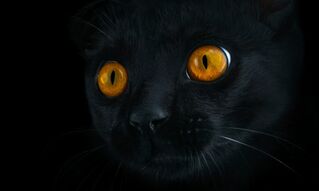Фотообои Взор черного кота