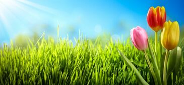 Фотообои Трава на солнце и тюльпаны