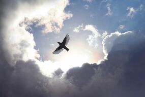 Фотообои Птица в небе
