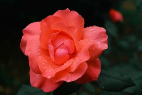 Фотообои Розовая роза с каплями росы