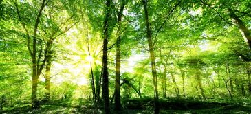 Фреска солнечные деревья в лесу